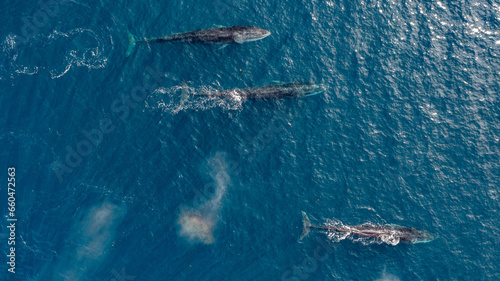 greenland whale whatching aerial drone view 