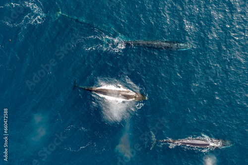 greenland whale whatching aerial drone view 