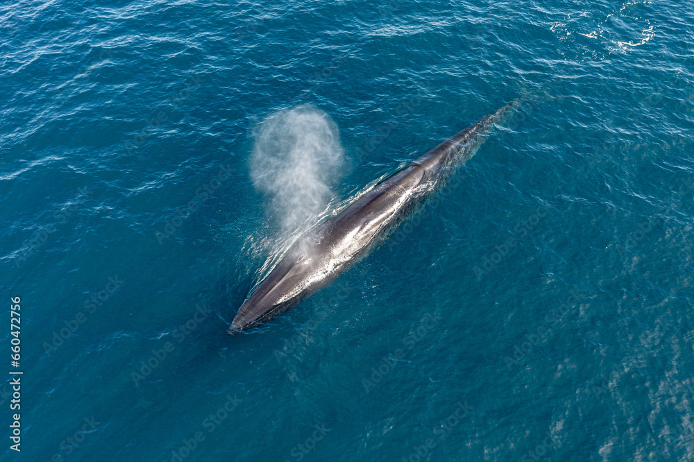 Fototapeta premium greenland whale whatching aerial drone view 