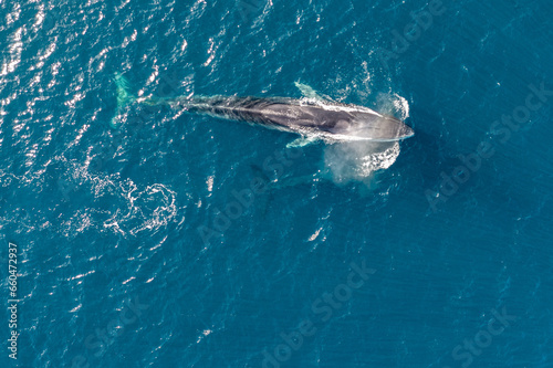 greenland whale whatching aerial drone view  © EnricoPescantini