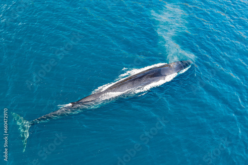 greenland whale whatching aerial drone view  photo