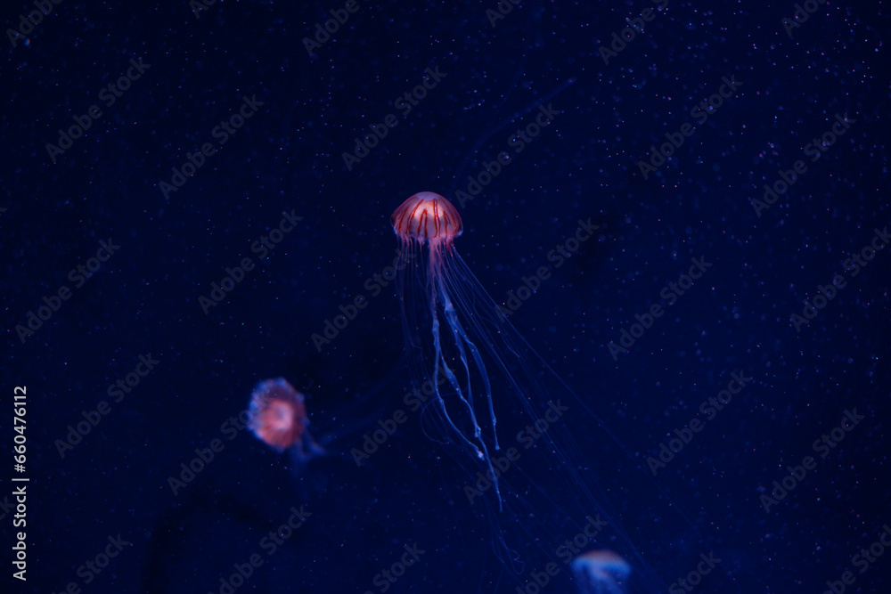 Jellyfish are floating in the deep sea. Stock Photo | Adobe Stock