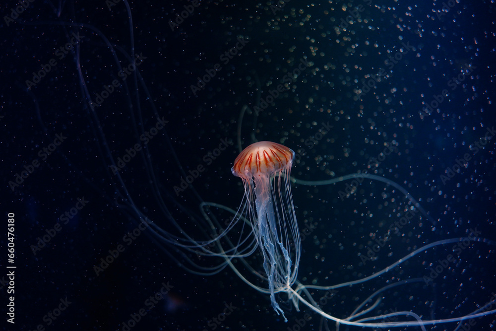 Fototapeta premium Jellyfish are floating in the deep sea.