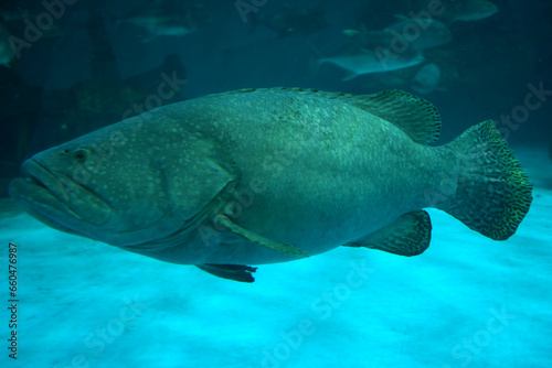 Brown spotted grouper swimming in the deep sea. © Thitima