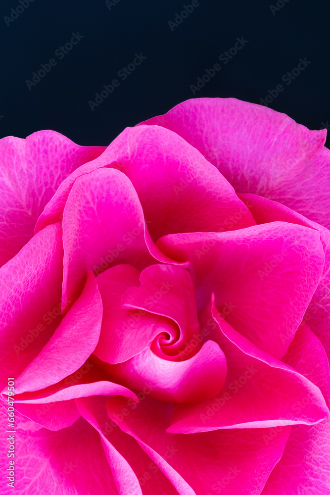 Close-up of pink or magenta rose petals on a dark blue background. Vibrant, bold and sexy color. Good for poster or canvas art in bedroom.