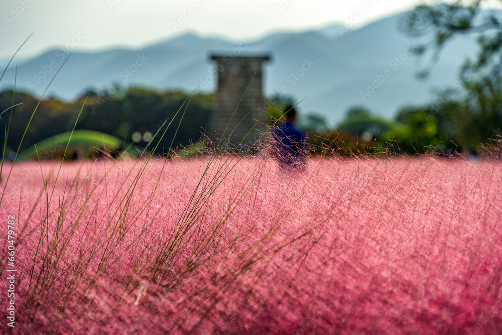 field of lavender