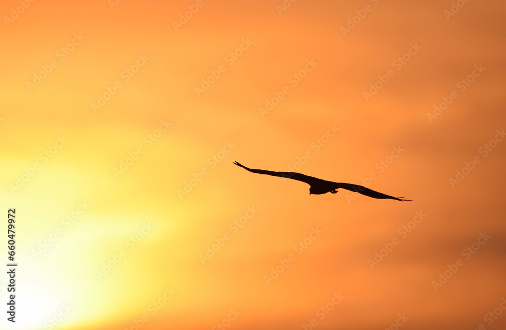 Naklejka premium blurred evening sky light and gull/ nature background