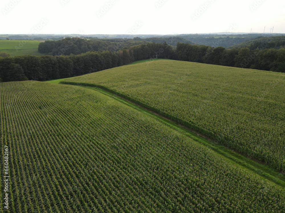 Aerial view of cornfields in the countryside in summer 