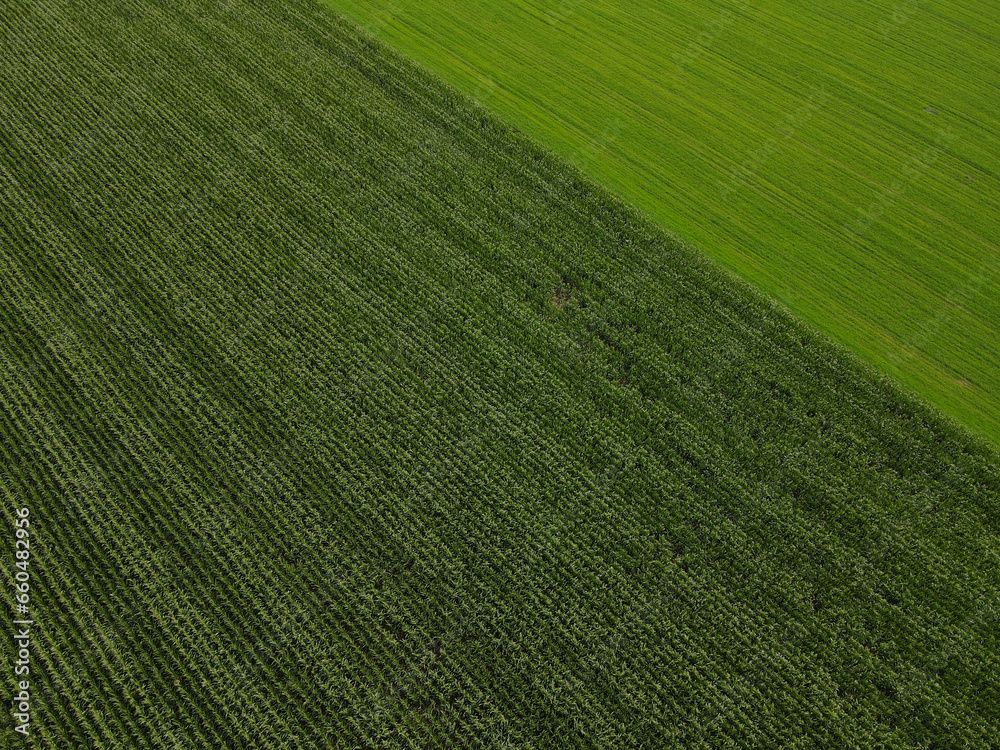 Aerial view of a cornfield with a grass field in the countryside 