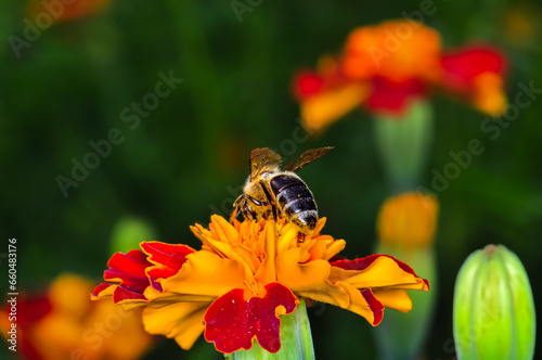 Honey bee collecting pollen on a red flower