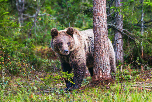 brown bear in the woods