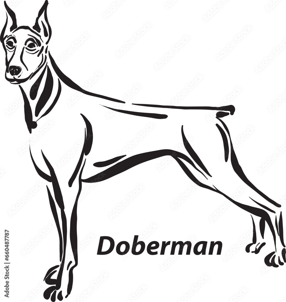 black and white dogs Doberman breed design line art most popular brush ...