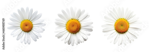 Collection of set White daisy flower isolated on transparent background. PNG file, cut out