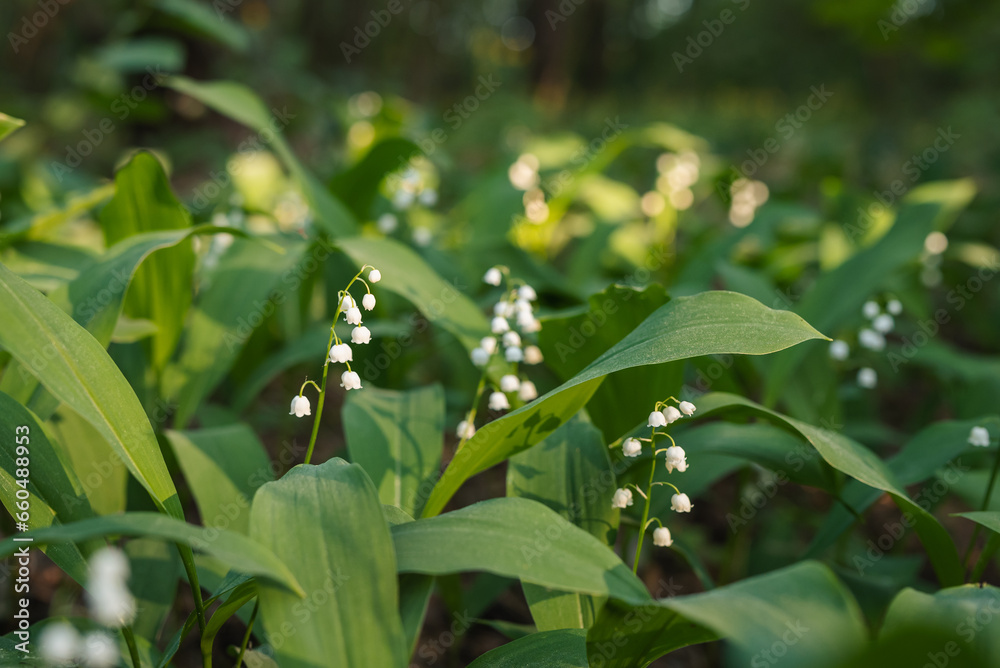 Sunbeam illuminating blooming lily of the valley in forest. Beautiful evening time in pine forest, tender white Convallaria majalis covered in warm evening sunlight coming through the branches Sunbeam illuminating blooming lily of the valley in forest. Beautiful evening time in pine forest, tender white Convallaria majalis covered in warm evening sunlight coming through the branches