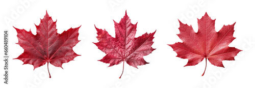 Collection of set Red sugar maple leaf isolated on transparent background. PNG file  cut out