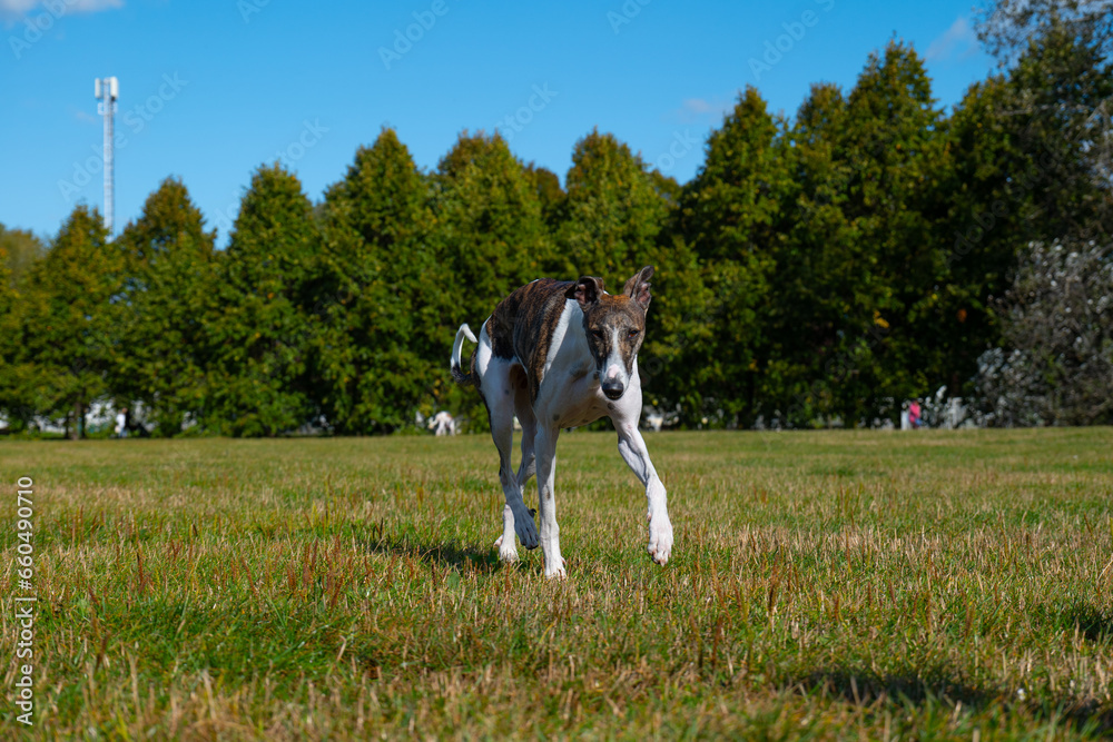 A dog running in a clearing, an English greyhound