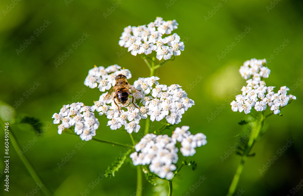 Yarrow flowers on a green natural background Yarrow flowers on a green natural background