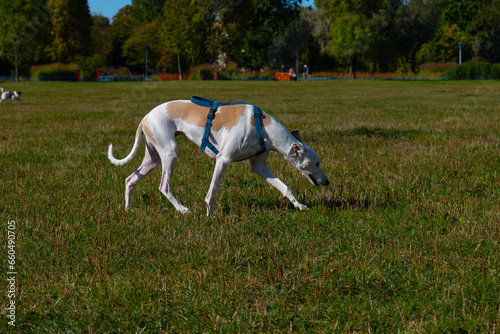 A dog running in a clearing  an English greyhound
