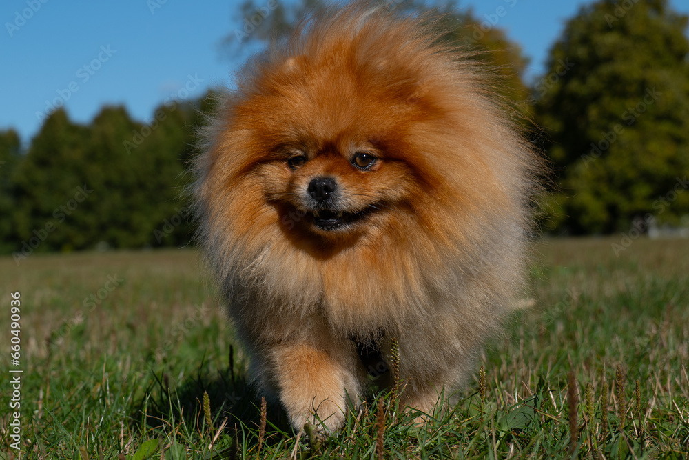 dog in the park, Pomeranian spitz