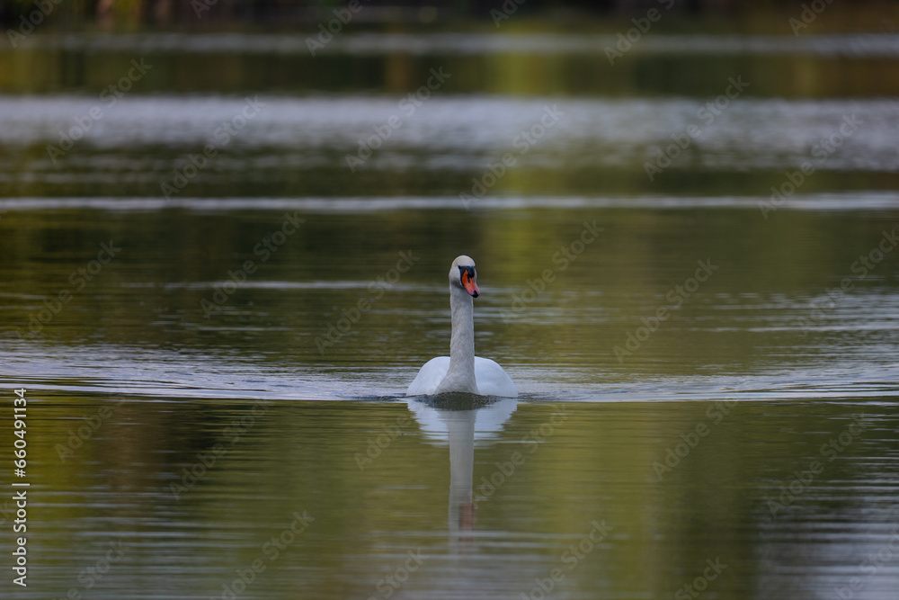 swan on the lake