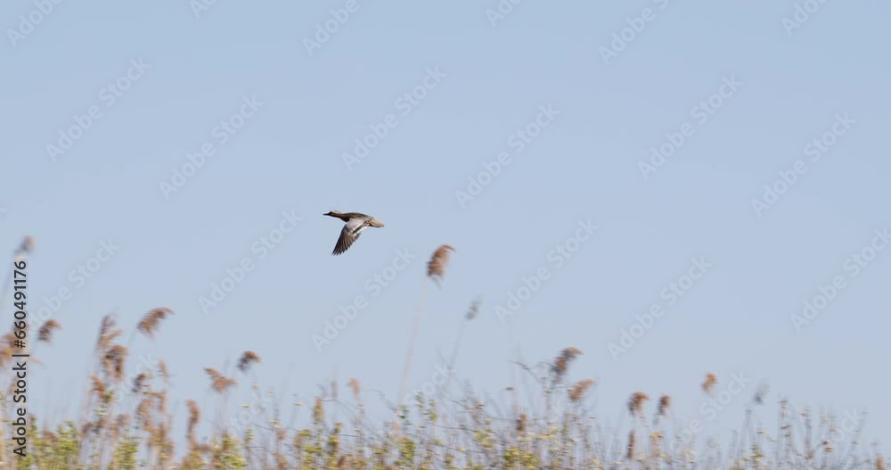 Wild geese flying above the reed Wild geese flying above the reed