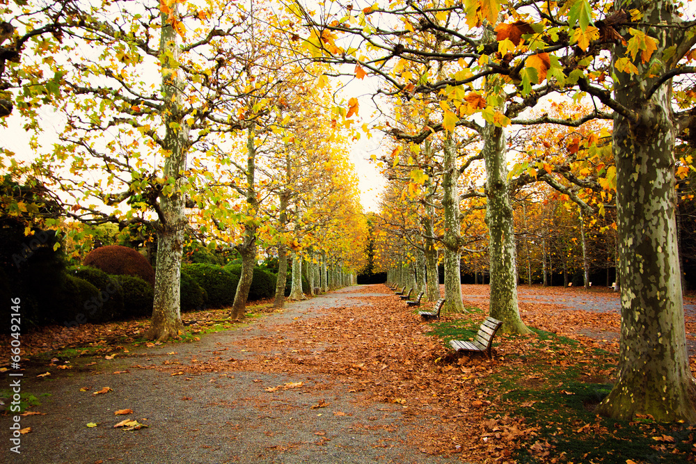 Naklejka premium Rows of fallen ginkgo trees on the ground and empty benches in the evening, inside a park, Tokyo, Japan.