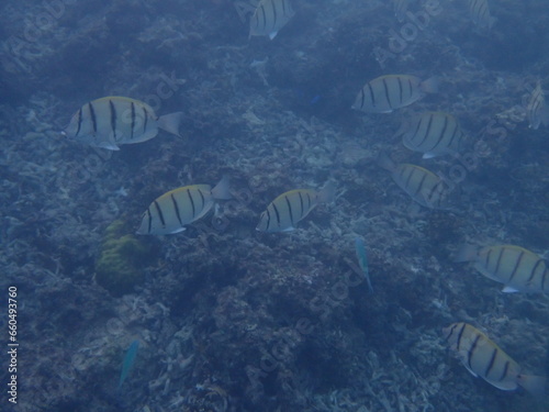  海の中を群れで泳ぐシマハギ（Acanthurus triostegus） photo