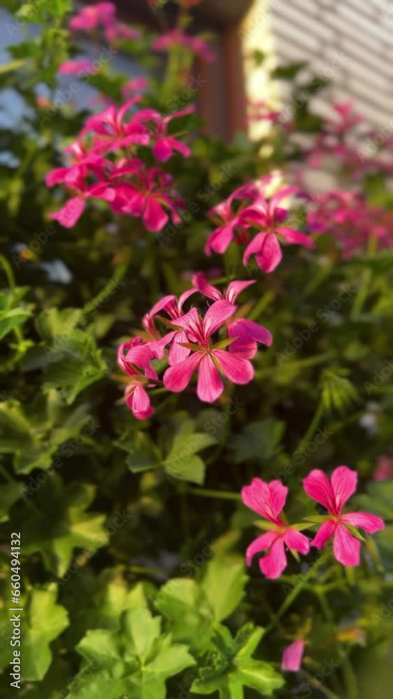 geraniums flowers in the garden geraniums flowers in the garden