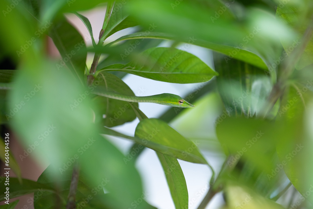 A camouflaged snake hides among the leaves, its watchful eyes scanning the surroundings. Its sleek body blends seamlessly with the foliage, making it virtually invisible to the untrained eye. A camouflaged snake hides among the leaves, its watchful eyes scanning the surroundings. Its sleek body blends seamlessly with the foliage, making it virtually invisible to the untrained eye.