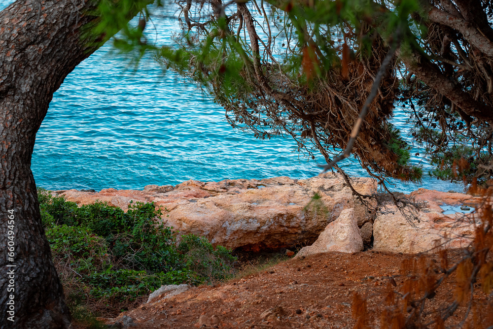 An old crooked tree on the shore of the Mediterranean Sea.