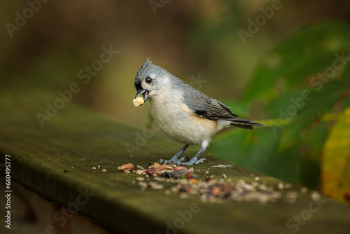 A Tufted Titmouse eats bird seed left on a wooden bridge railing in a woodland area.