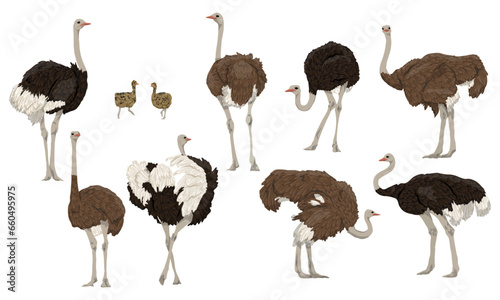 Set of males, females and chicks of African ostrich. Large wild birds of Africa. Realistic vector animal