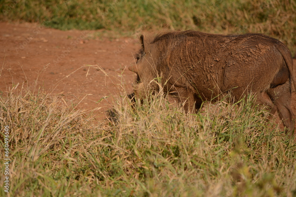 Single wild hog standing in the Busch. Single wild hog standing in the Busch.