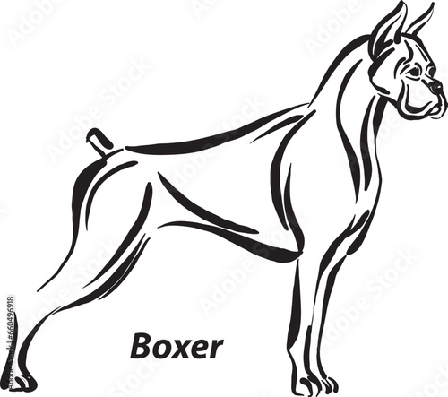 black and white dogs Boxer breed design line art most popular brush stroke freehand draw vector illustration