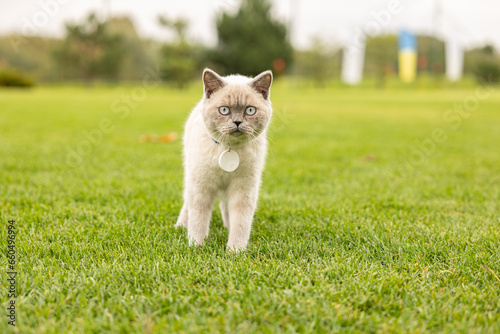 Young adult grey cat with big blue eyes walking in green grass at nature © Volodymyr Shcerbak