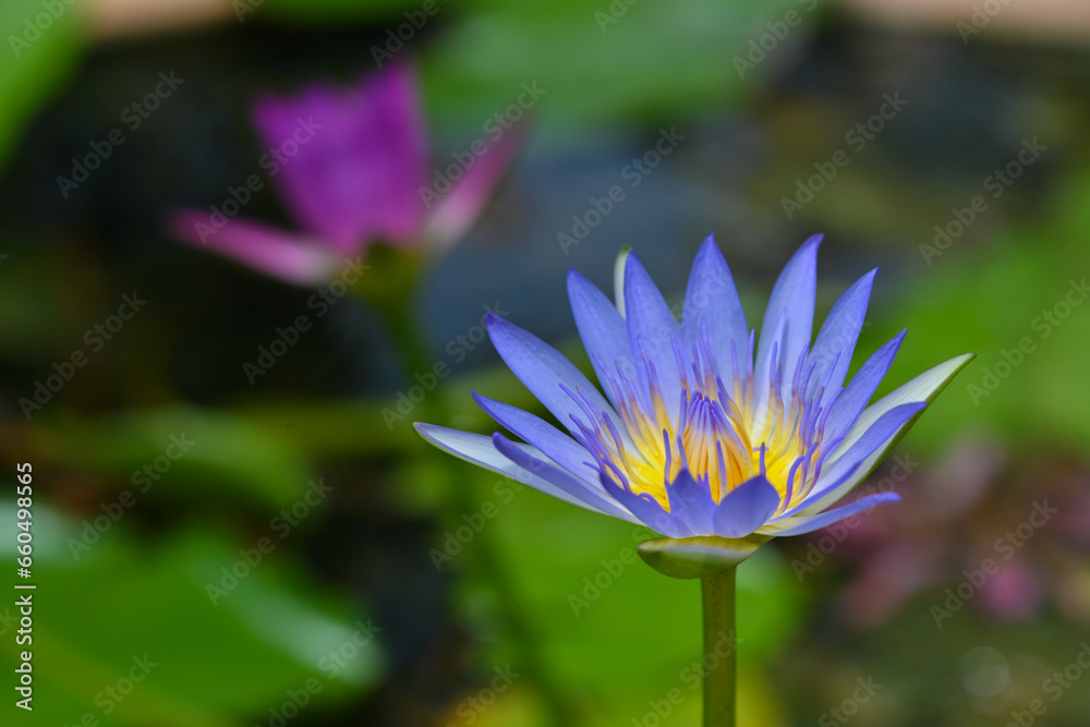 Purple lotus blooms in the bright sun, Udon Thani, Thailand Purple lotus blooms in the bright sun, Udon Thani, Thailand