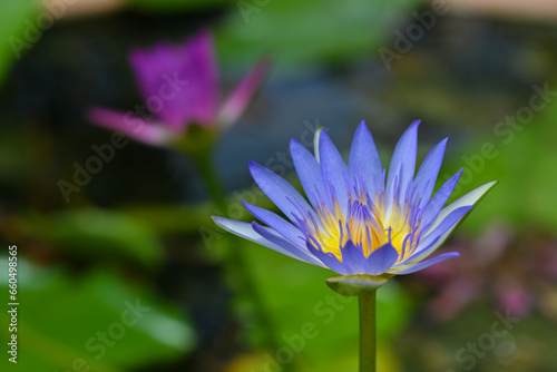 Purple lotus blooms in the bright sun  Udon Thani  Thailand