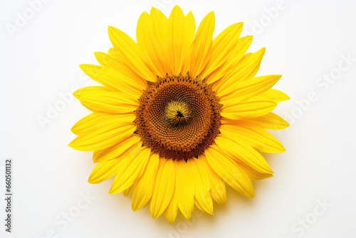 A bright sunflower isolated on a white background, its yellow petals radiating happiness. © Iryna