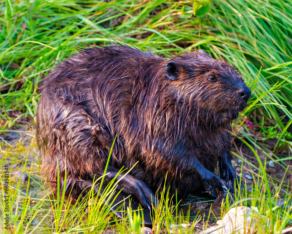 Beaver Photo and Image. Close-up side view grooming its wet fur and displaying, tail, paws in its environment with a grass background. Beaver Photo and Image. Close-up side view grooming its wet fur and displaying, tail, paws in its environment with a grass background.