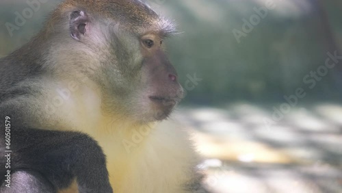 A close-up portrait of a monkey - a genus of hominid in the primate family. Animals in captivity in an enclosure photo