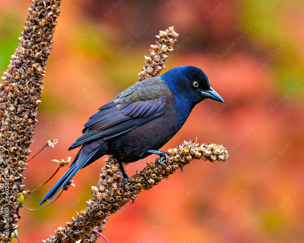 Naklejka premium Common Grackle Image and Photo. Grackle close-up side view perched on dried mullein stalks plant with autumn orange background in its environment and habitat.
