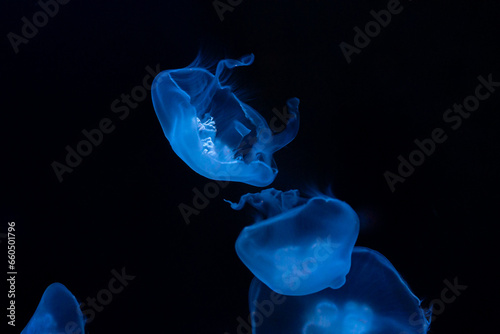 jellyfish