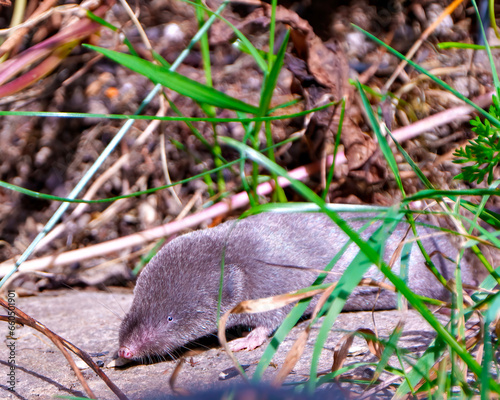 Mole Photo and Image. Close-up front view displaying small eye, nose, whiskers, paws in its environment and habitat surrounding grassland. Shrew Mole.