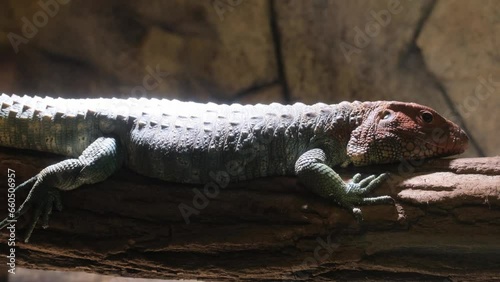 Close-up of a caiman lizard on a tree branch, a reptile in a dark terrarium photo