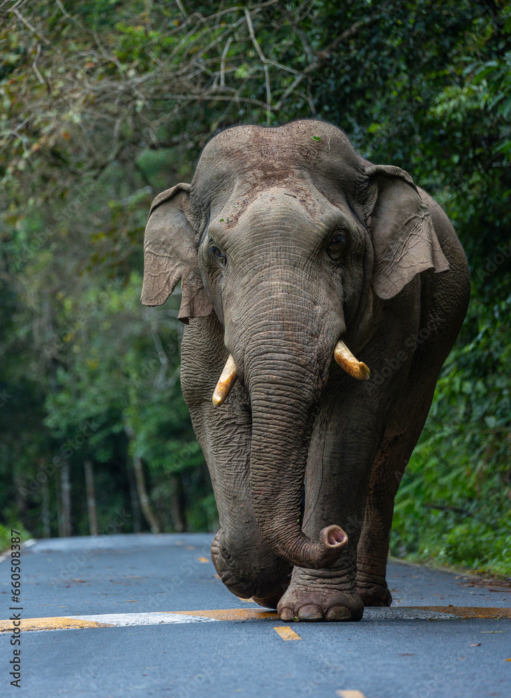 Obraz premium Large male wild elephants roam the edge of the forest at Thailand's national parks.
