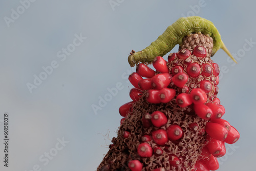 A tobacco hornworm is eating anthurium fruit. This bright green caterpillar has the scientific name Manduca secta. photo