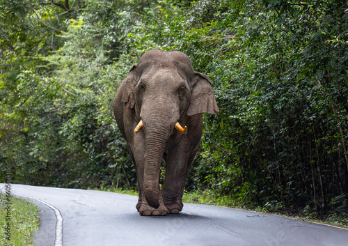 Large male wild elephants roam the edge of the forest at Thailand's national parks.