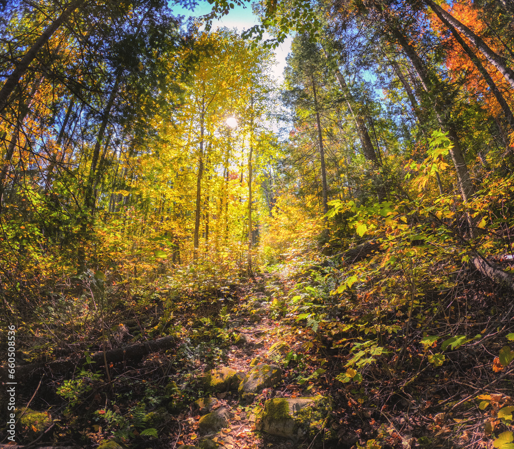 Autumn Forest Trees & Leaves