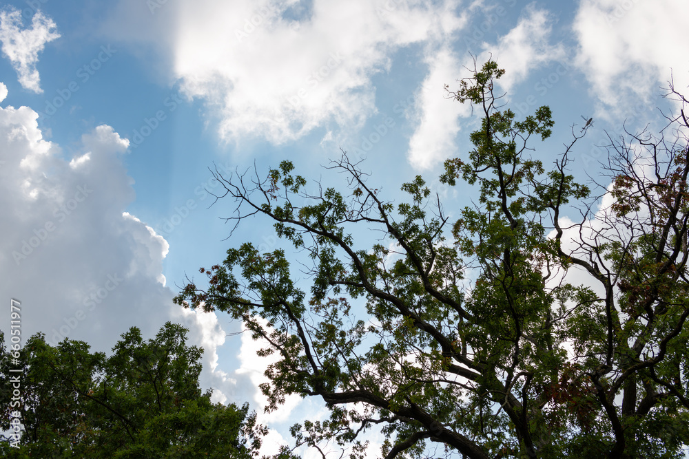 silhouetted trees on a dramatic sky with clouds silhouetted trees on a dramatic sky with clouds