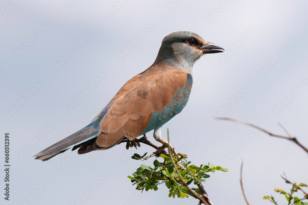 Rollier d'Europe,. Coracias garrulus, European Roller Rollier d'Europe,. Coracias garrulus, European Roller
